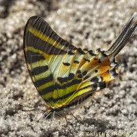 Graphium antiphates Cramer, 1775